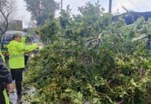 Polsek Cilimus Bersama BPBD Tuntaskan Evakuasi Pohon Tumbang dengan Cepat