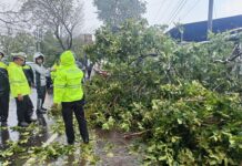 Gotong Royong Warga dan Aparat Bersihkan Pohon Tumbang di Cilimus