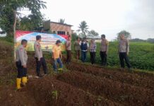 Polsek Cilimus Bersama Pemerintah Desa Tanam Jagung Hibrida Dukung Program Ketahanan Pangan