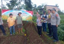 Polsek Cilimus Tanam Jagung Hibrida Dukung Program Ketahanan Pangan