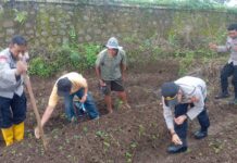 Polsek Cilimus Bersama Petani Desa Sangkanmulya Laksanakan Penanaman Jagung Hibrida