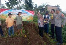 Polsek Cilimus Bersama Petani Tanam Jagung Hibrida untuk Perkuat Ketahanan Pangan