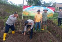 Sinergi Polri dan Petani, Polsek Cilimus Tanam Jagung Hibrida di Sangkanmulya