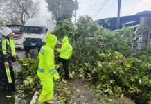 Penanganan Cepat Pohon Tumbang, Arus Lalu Lintas Cilimus Kembali Normal