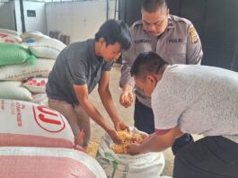 Polsek Ciwaru Dukung Program Ketahanan Pangan, Bersama Bulog Kuningan Laksanakan Penyerapan Jagung Pipil