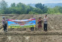 Kapolsek Cidahu Pimpin Penanaman Jagung Hibrida Serentak