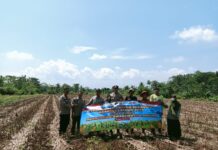 Polsek Ciawigebang Polres Kuningan Bersama Petani Desa Ciawigebang Laksanakan Penanaman Jagung Hibrida Serentak Dukung Swasembada Jagung 2026