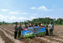 Dukung Program Ketahanan Pangan, Polsek Ciawigebang Ikut Tanam Jagung Hibrida Bersama Kelompok Tani Desa Ciawigebang