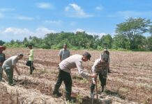 Sinergi Polsek Ciawigebang dan Kelompok Tani Sri Unggul Mekar Desa Ciawigebang Tanam Jagung Hibrida