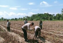Polsek Ciawigebang Bersama PPL dan Kelompok Tani Desa Ciawigebang Tanam Jagung Hibrida Dukung Swasembada Jagung