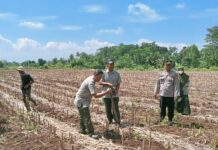 Dukung Ketahanan Pangan, Polsek Ciawigebang Laksanakan Penanaman Jagung Hibrida Serentak di Desa Ciawigebang