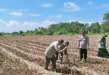 Polsek Ciawigebang Bersama Kelompok Tani Sri Unggul Mekar Desa Ciawigebang Tanam Jagung Hibrida