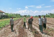 Dukung Swasembada Jagung, Polsek Ciawigebang Tanam Jagung Hibrida Bersama Kelompok Tani Sri Unggul Mekar Desa Ciawigebang