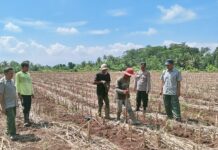Sinergitas Polri dan Petani, Polsek Ciawigebang Gelar Penanaman Jagung Hibrida Kuartal I 2026 di Desa Ciawigebang