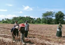 Polsek Ciawigebang Bersama PPL dan Kelompok Tani Tanam Jagung Hibrida Dukung Swasembada Jagung di Ciawigebang