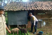 Bhabinkamtibmas Suganangan Sambangi Peternak Kambing, Sampaikan Imbauan Kamtibmas Antisipasi Pencurian di Bulan Ramadhan 1447 H