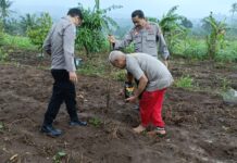 Kapolsek Mandirancan AKP Atang Mulyana dan Kelompok Tani Cirea Bersinergi Tanam Jagung Hibrida