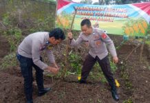 Polsek Cilimus Bersama Pemerintah Desa Tanam Jagung Hibrida