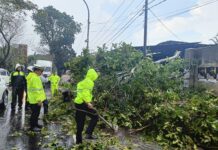 Sinergi Cepat Tangani Pohon Tumbang, Akses Jalan Kembali Normal