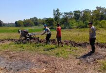 Polri Hadir di Sektor Pertanian, Polsek Ciawigebang dan Kelompok Tani Cibangbara Desa Mekarjaya Garap Lahan Jagung Hibrida