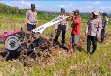 Dukung Ketahanan Pangan, Polsek Ciawigebang dan Kelompok Tani Cibangbara Desa Mekarjaya Olah Lahan untuk Tanam Jagung Hibrida