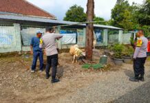 Jalur Dusun Manis Padat Kendaraan Pengangkut Hewan, Polsek Mandirancan Lakukan Pengaturan Lalin
