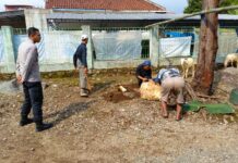 Wujudkan Kamtibmas Kondusif di Hari Raya Idul Adha, Polsek Mandirancan Pantau Titik Penyembelihan Hewan