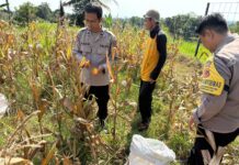 Menyemai Senyum di Ladang Jagung, Personel Polsek Mandirancan Hadirkan Kehangatan di Tengah Kelompok Tani Desa Salakadomas