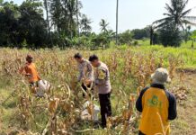 Gencarkan Edukasi Hukum ke Sektor Pertanian, Polsek Mandirancan Tanamkan Kesadaran Kamtibmas bagi Petani Jagung Salakadomas