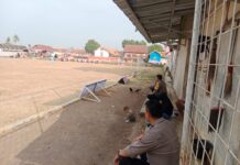 Polsek Ciawigebang Kawal Turnamen Sepak Bola Bupati Cup 2026 di Desa Ciawilor Demi Keamanan Masyarakat