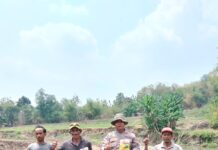 Polsek Luragung Dukung Ketahanan Pangan, Lakukan Monitoring Penanaman Jagung
