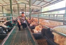 Bhabinkamtibmas Polsek Ciawigebang Sambangi Peternakan Domba di Desa Geresik, Sampaikan Pesan Kamtibmas