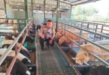 Sambangi Peternakan Domba di Desa Geresik, Bhabinkamtibmas Polsek Ciawigebang Sampaikan Pesan Kamtibmas