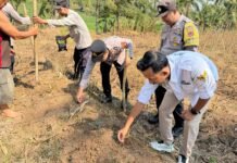 Langkah Nyata Plt. Kapolsek Mandirancan Iptu Arip Rahmansyah Memperkuat Ketahanan Pangan Melalui Penanaman Jagung Hibrida di Desa Cirea