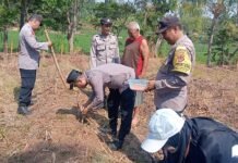 Komitmen Polri Pendamping Petani, Plt. Kapolsek Mandirancan Iptu Arip Rahmansyah Awali Penanaman Jagung Hibrida 1 Hektar