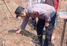 Sinergi Kepolisian dan Kelompok Tani, Plt. Kapolsek Mandirancan Iptu Arip Rahmansyah Tanam Jagung Hibrida demi Pangan Desa Cirea