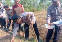 Aksi Tanggap Mengolah Lahan, Plt. Kapolsek Mandirancan Iptu Arip Rahmansyah Kawal Penanaman Jagung Hibrida di Desa Cirea