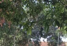 PS. Panit 2 Samapta Polsek Ciawigebang Hadiri Shalat Duha Berjamaah dan Berikan Penyuluhan kepada Pelajar SD Negeri Dukuhdalem