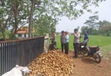Dukung Ketahanan Pangan Lewat Program ‘POLIRAN’, Kapolsek Kramatmulya Tinjau Hasil Panen Pertanian di Desa Cilowa